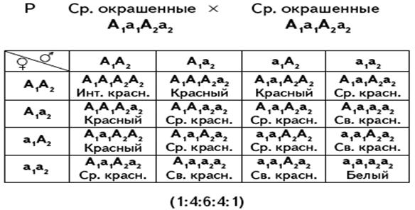 Полимерноре взаимодействие генов - student2.ru