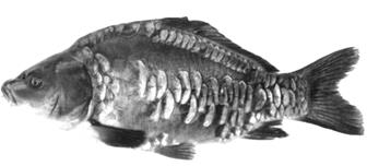 ПОРОДЫ И ПОРОДНЫЕ ГРУППЫ КАРПА ( Cyprinus carpio L. ) ВНЕСЕННЫЕ В ГОСРЕЕСТР - student2.ru