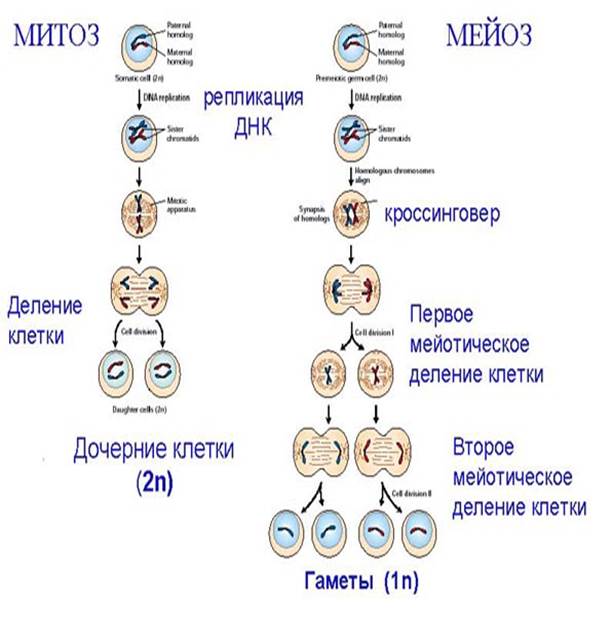 Регуляция митоза, вопрос о пусковом механизме митоза - student2.ru
