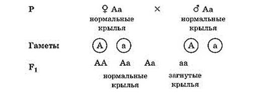 сцепленное с полом наследование признаков - student2.ru