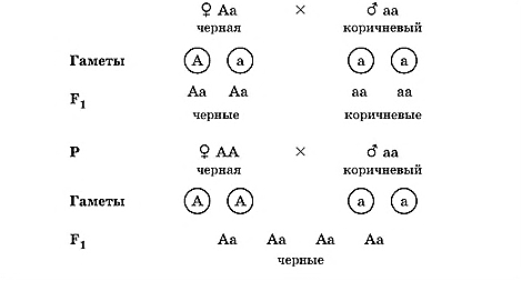 сцепленное с полом наследование признаков - student2.ru