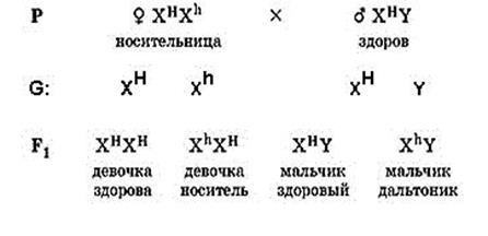 сцепленное с полом наследование признаков - student2.ru