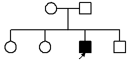 Составление и анализ родословных - student2.ru