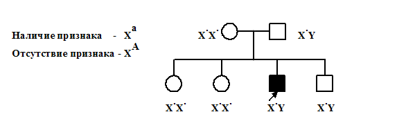 Составление и анализ родословных - student2.ru