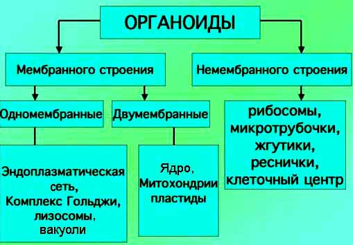 Структурно-функциональная организация эукариотических клеток - student2.ru