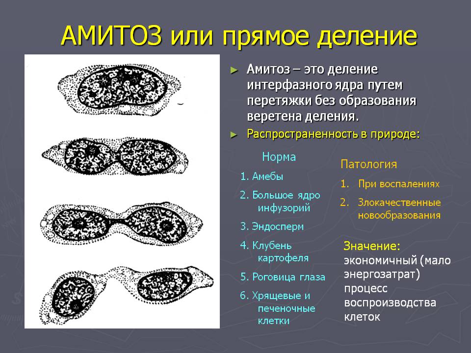 Структурно-функциональная организация эукариотических клеток - student2.ru