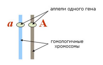 Свойства генетического кода. - student2.ru