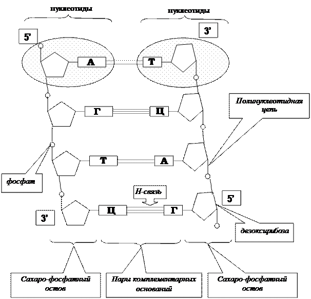 Тема. Основы молекулярной генетики - student2.ru