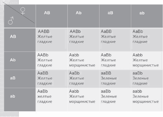 Третий закон Менделя. Закон независимого наследования признаков - student2.ru