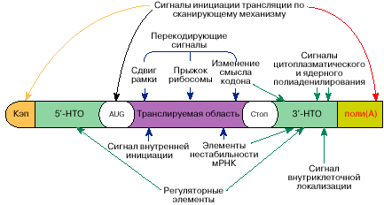 Вотпрос №67 РНК виды РНК и их биологическая роль. - student2.ru