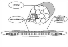 Вопрос №2. Клетка – миниатюрная биосистема - student2.ru