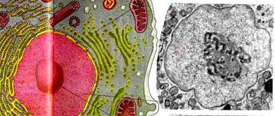 Вопрос №2. Клетка – миниатюрная биосистема - student2.ru