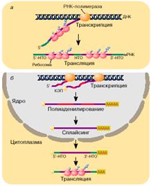 Вотпрос №67 РНК виды РНК и их биологическая роль. - student2.ru