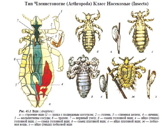 Вши. Особенности морфологии. Жизненный цикл и медицинское значение. - student2.ru
