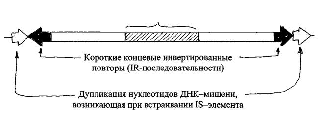 Конъюгация у грамположительных бактерий - student2.ru