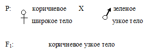 Явления сцепления генов. Кроссинговер - student2.ru