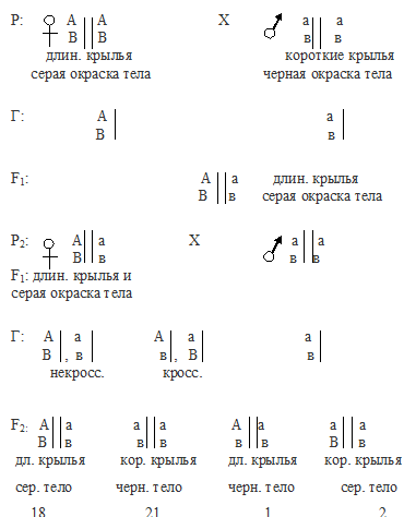 Явления сцепления генов. Кроссинговер - student2.ru