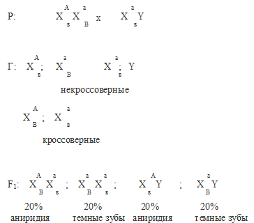 Явления сцепления генов. Кроссинговер - student2.ru