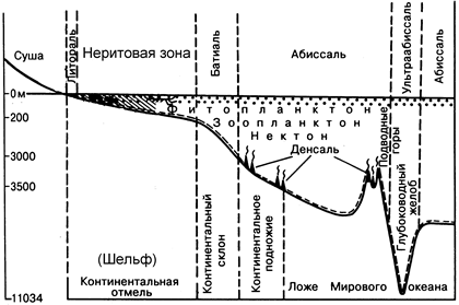 биономические зоны мирового океана - student2.ru