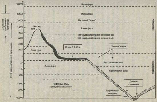 Число видов различных типов животного царства (по Р. Мею, 1988) - student2.ru