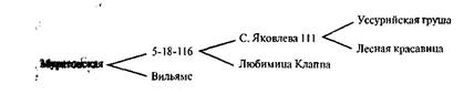 Гены, идентифицированные у груши, по Найту (1963), Алетону (1973), с дополнениями (по Яковлеву, 1992) - student2.ru