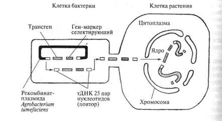 глава 17 генетическая трансформация - student2.ru