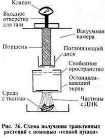 глава 17 генетическая трансформация - student2.ru