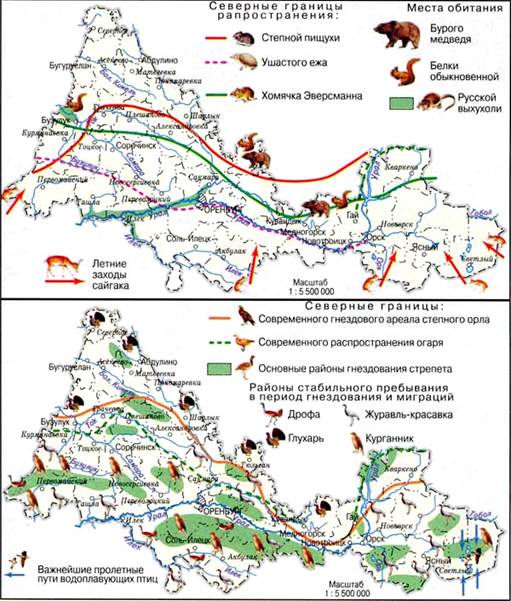 Какие животные населяют Оренбургскую область? - student2.ru