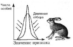 Наибольшая концентрация живого вещества наблюдается - student2.ru