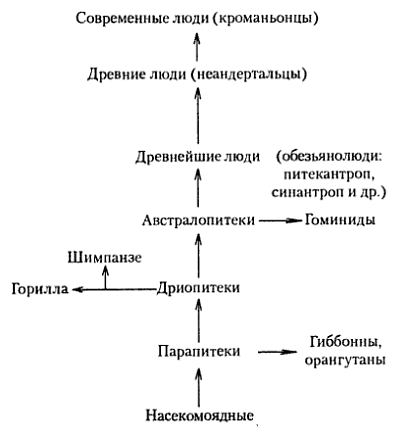 Неоантропы и человек разумный - student2.ru