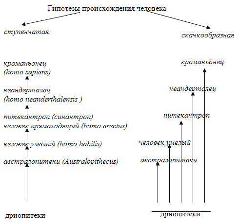 Неоантропы и человек разумный - student2.ru
