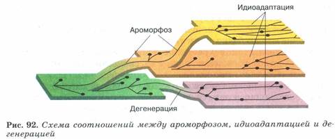 Основные пути и направления эволюции - student2.ru