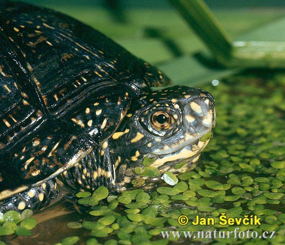 Размножение болотных черепах - student2.ru