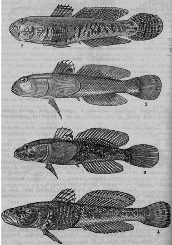 Род Риногобиус — Rhinogobius Gill - student2.ru