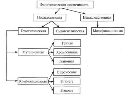 типы изменчивости и особенности их проявления у плодовых растений - student2.ru