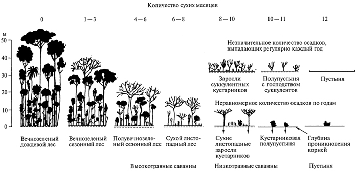 тропические листопадные леса, редколесья и кустарники - student2.ru