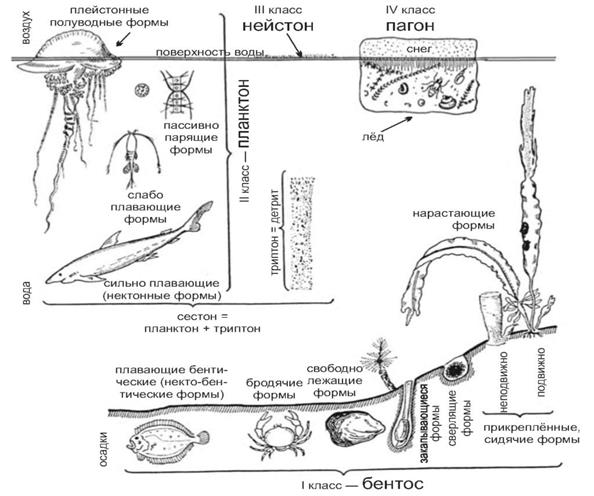 Экологические группы гидробионтов - student2.ru