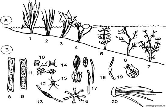 Экологические группы гидробионтов - student2.ru