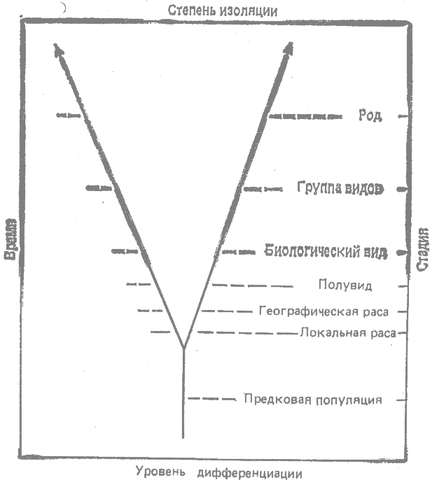 Эволюционная дивергенция - student2.ru