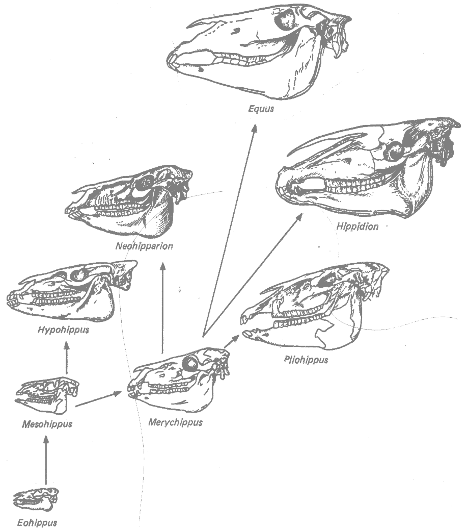 Эволюционные ряды у Equidae - student2.ru