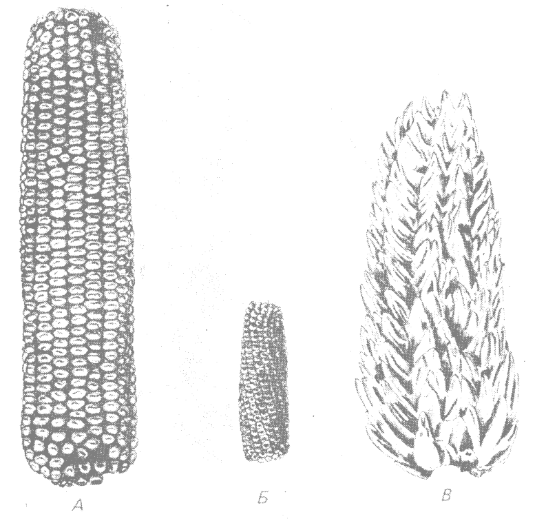 эволюция кукурузы - student2.ru