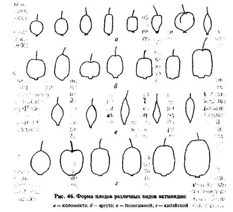 ЗНАЧЕНИЕ И ОСОБЕННОСТИ КУЛЬТУРЫ. Актинидия в России пользуется большой популярностью у са­доводов-любителей - student2.ru