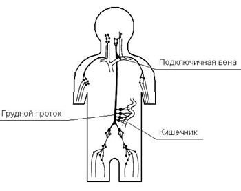 царство живых организмов - student2.ru