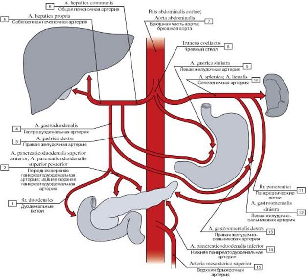 Поражение чревного ствола - student2.ru