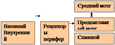 А) система заднего столба - student2.ru