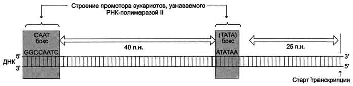 а. стадии транскрипции - student2.ru