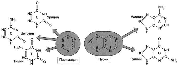 А. Строение нуклеотидов - student2.ru