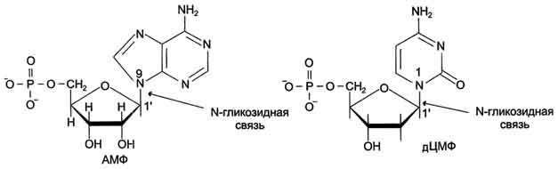 А. Строение нуклеотидов - student2.ru