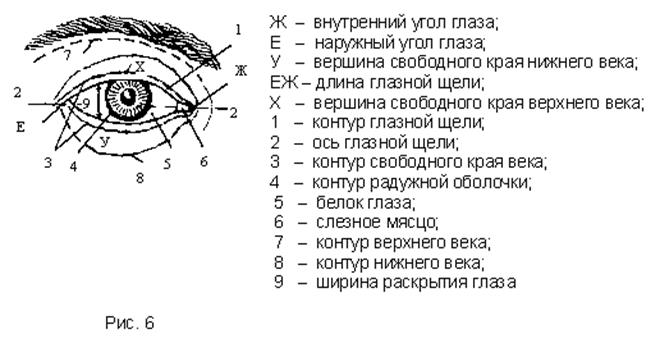 Анатомические (морфологические) признаки наружного строения человека - student2.ru