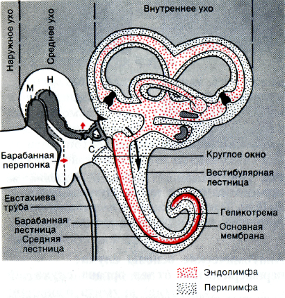 анатомическое строение звуковоспринимающей системы слуха - student2.ru